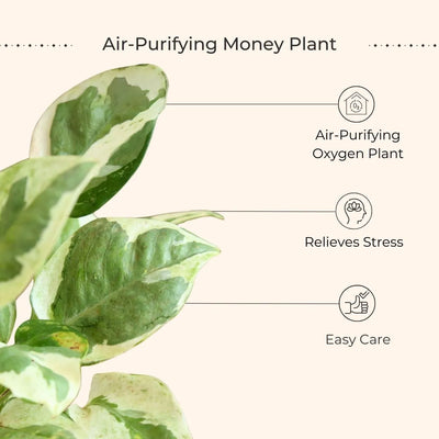 Money Plant NJoy (Small) in Golden Metal Pot