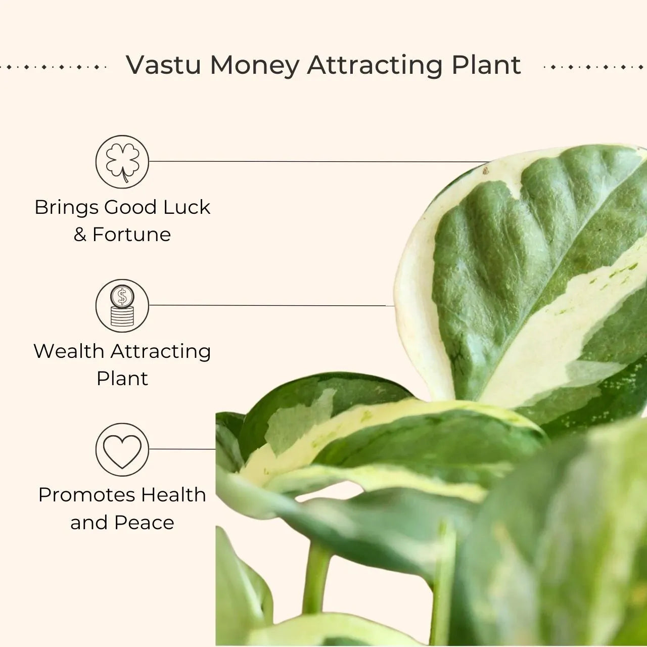 Money Plant NJoy (Small) in Golden Metal Pot