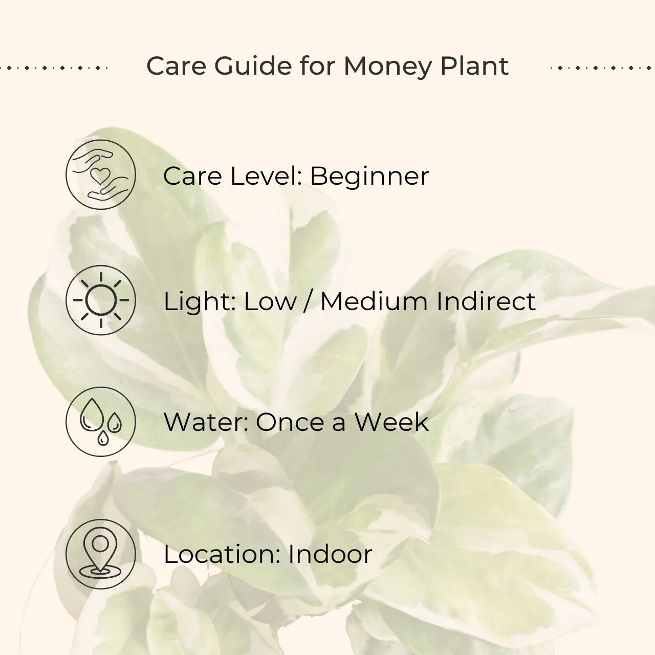Money Plant NJoy (Small) in Golden Metal Pot