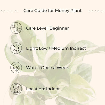 Money Plant NJoy (Small) in Golden Metal Pot