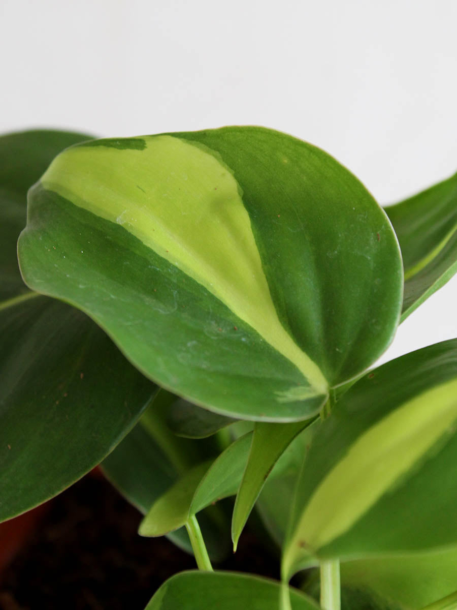 Trailing Variegated Love