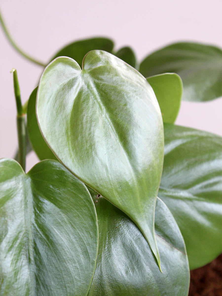 Oxycardium Green (Small) in Eco Pot