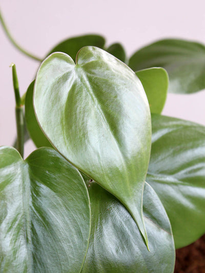 Oxycardium Green (Small) in Eco Pot