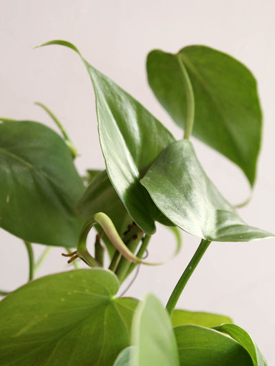 Oxycardium Green (Medium)