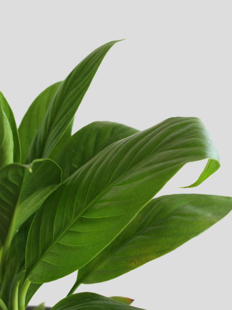 Peace Lily Green (Small) in Eco Pot