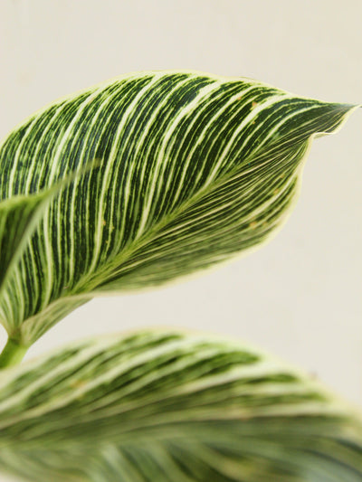 Philodendron Birkin (Medium)