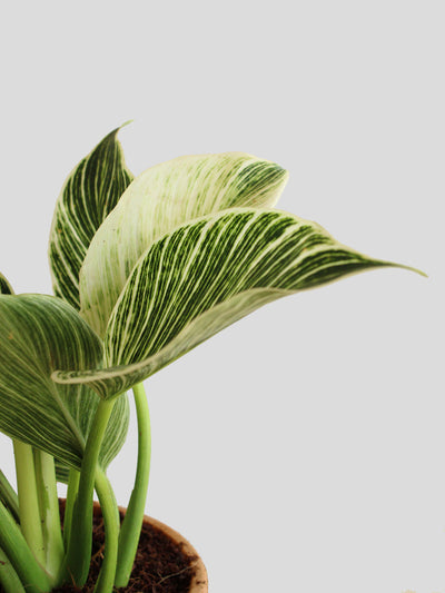 Birkin Philodendron Plant in 4" Golden Metal Pot
