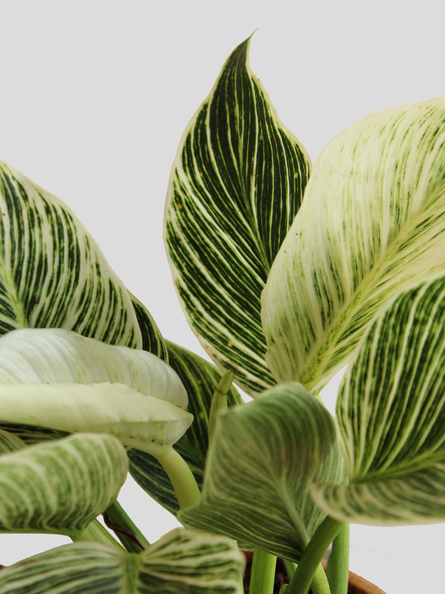 Philodendron Birkin (Medium)