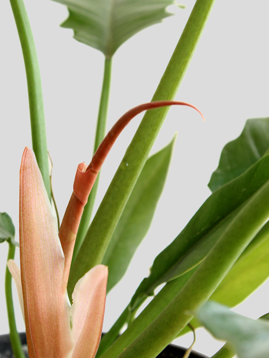 Philodendron Narrow Escape (Large)