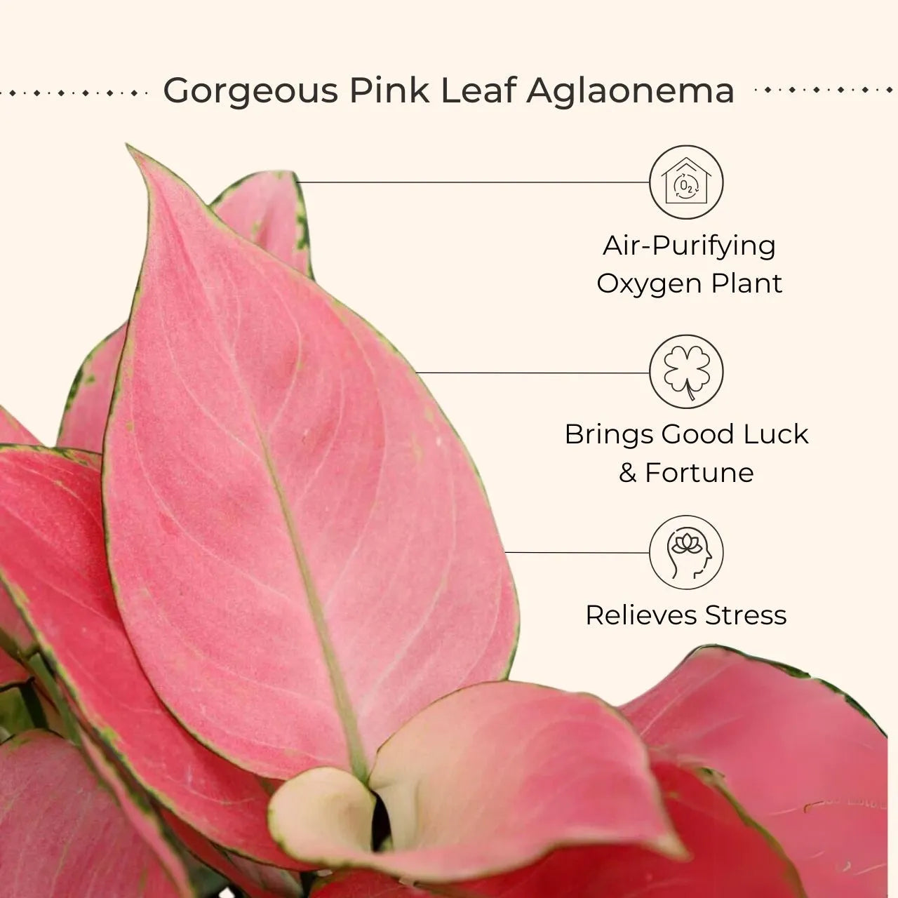 Colorful Aglaonema Combo (Small)