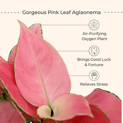 Aglaonema Pink Anjamani (Small) in Eco Pot