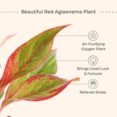 Aglaonema Red Lipstick (Small) in Eco Pot