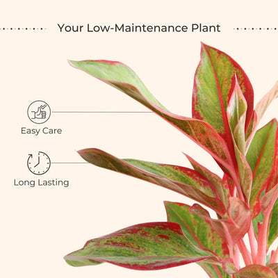 Aglaonema Red Lipstick (Small) in Eco Pot