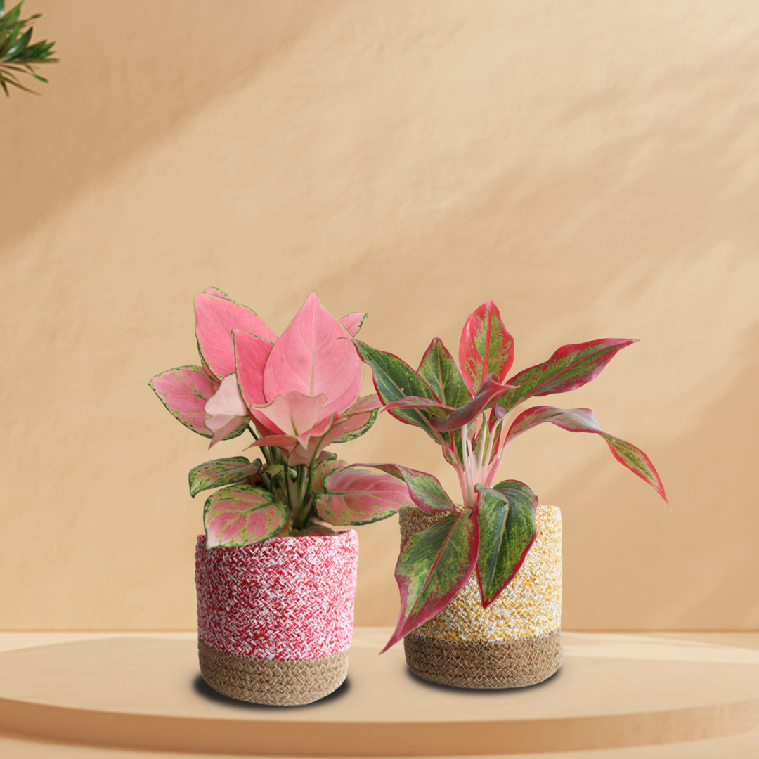 Rosy Pink Duo