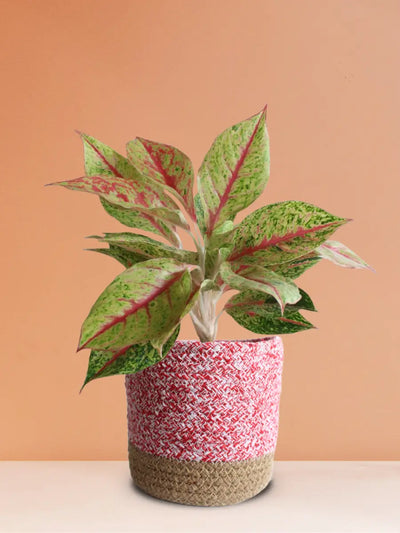 Aglaonema Harlequin Plant (Medium)