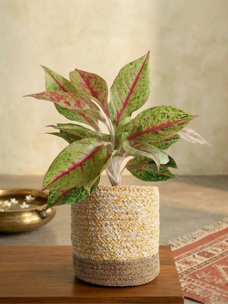 Aglaonema Harlequin Plant (Medium)