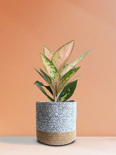 Aglaonema 'O' Rose Cochin (Medium)