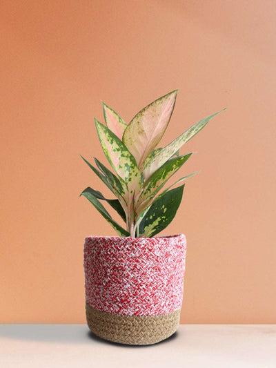 Aglaonema 'O' Rose Cochin (Medium)
