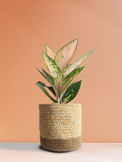 Aglaonema 'O' Rose Cochin (Medium)