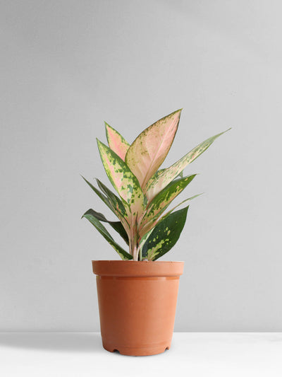 Aglaonema 'O' Rose Cochin (Medium)