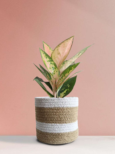 Aglaonema 'O' Rose Cochin (Medium)