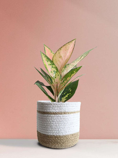 Aglaonema 'O' Rose Cochin (Medium)