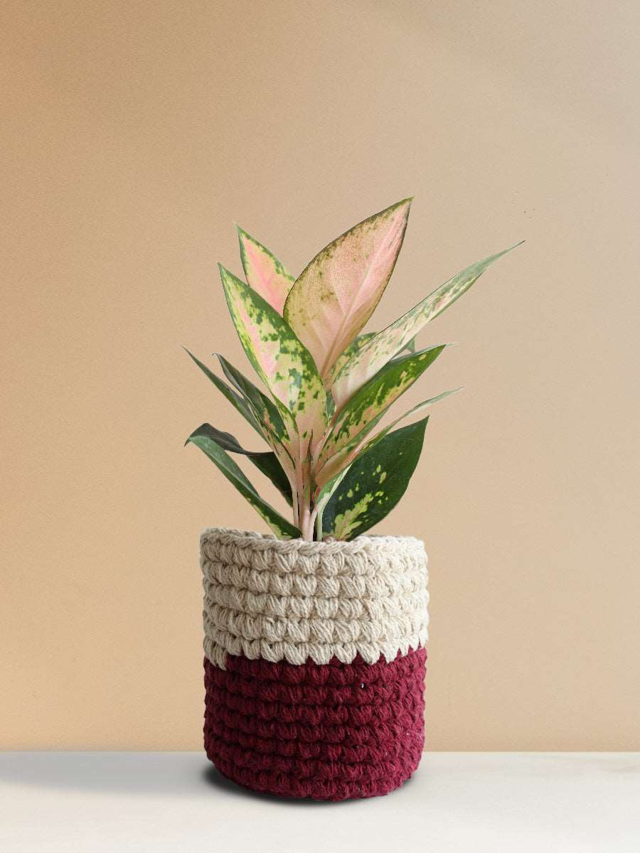 Aglaonema 'O' Rose Cochin (Medium)