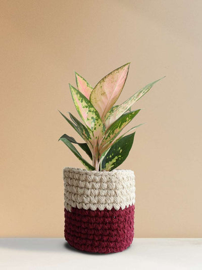 Aglaonema 'O' Rose Cochin (Medium)