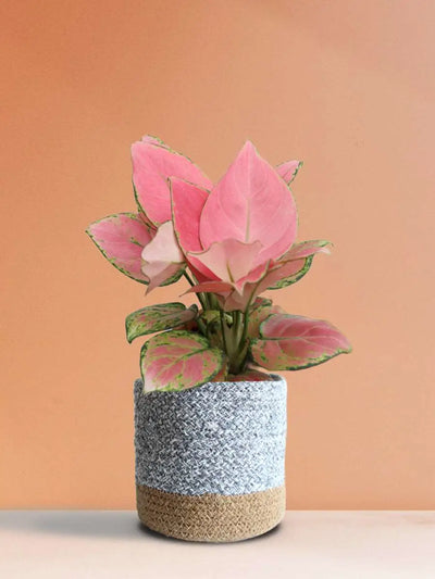 Aglaonema Pink Anjamani (Medium)