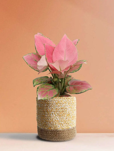 Aglaonema Pink Anjamani (Medium)