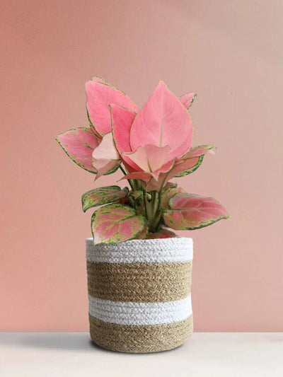 Aglaonema Pink Anjamani (Medium)