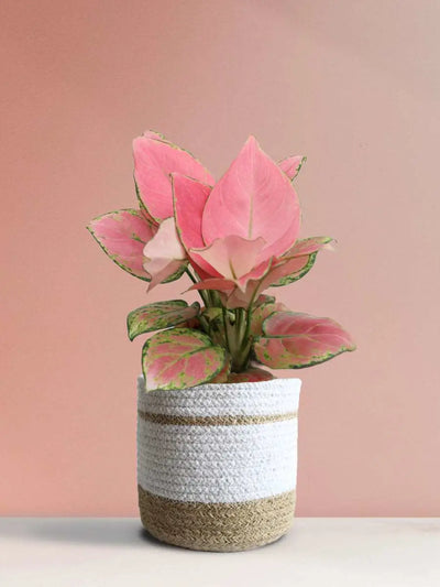 Aglaonema Pink Anjamani (Medium)