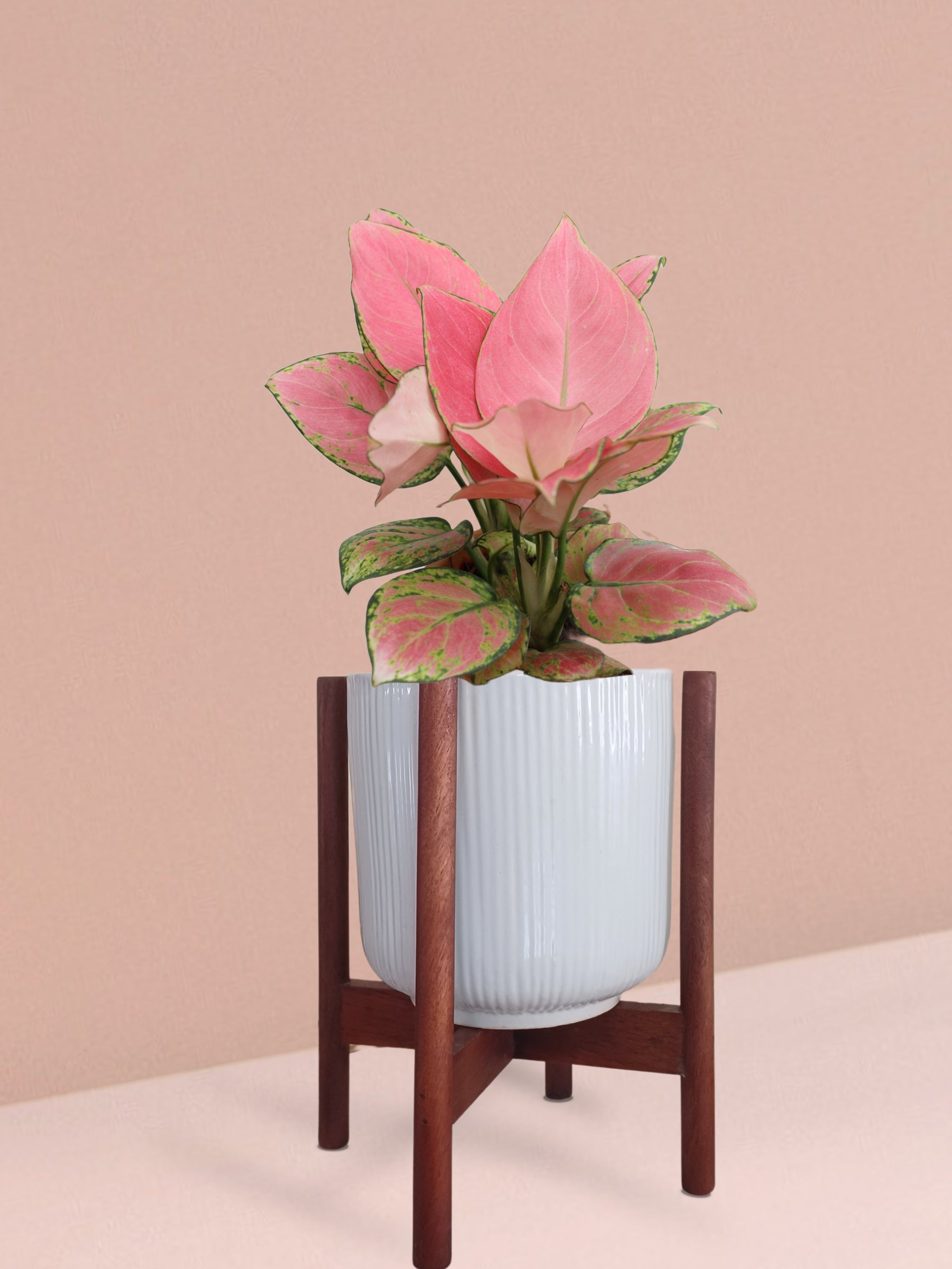 Aglaonema Pink Anjamani Plant in Ceramic Pot (Medium)