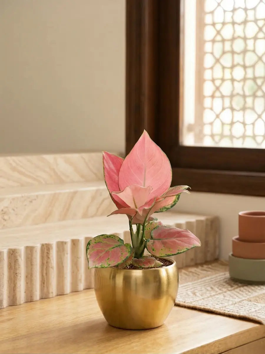 Aglaonema Pink Plant in 4" Golden Metal Pot