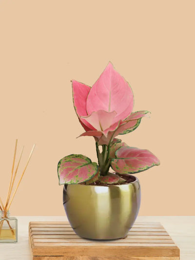 Aglaonema Pink Plant in 4" Golden Metal Pot