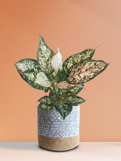 Aglaonema Pink Valentine (Medium)