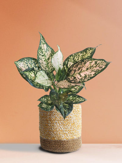 Aglaonema Pink Valentine (Medium)