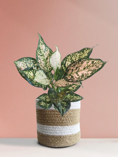Aglaonema Pink Valentine (Medium)