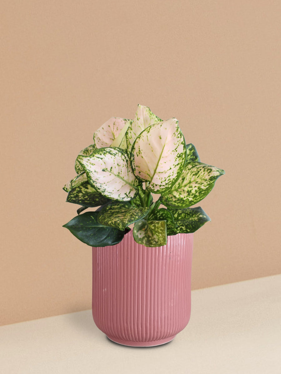 Aglaonema Pink Valentine Plant in Ceramic Pot (Medium)