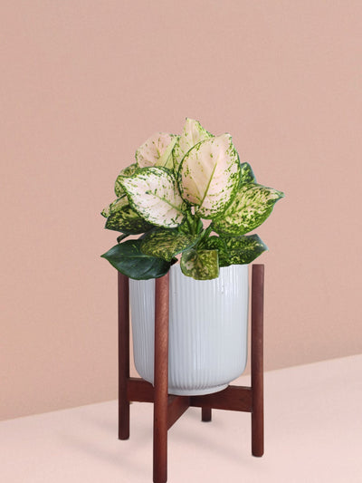 Aglaonema Pink Valentine Plant in Ceramic Pot (Medium)