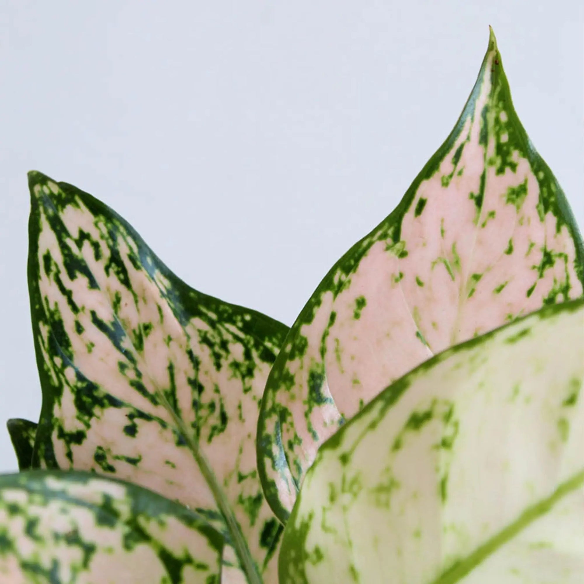 Aglaonema Pink Valentine (Small) in Eco Pot