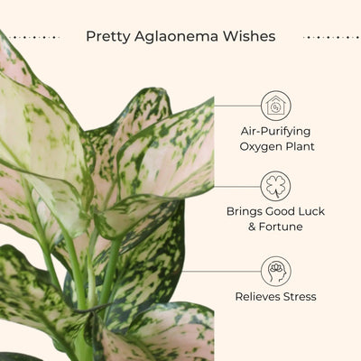 Aglaonema Wishes Plant in 4" Golden Metal Pot