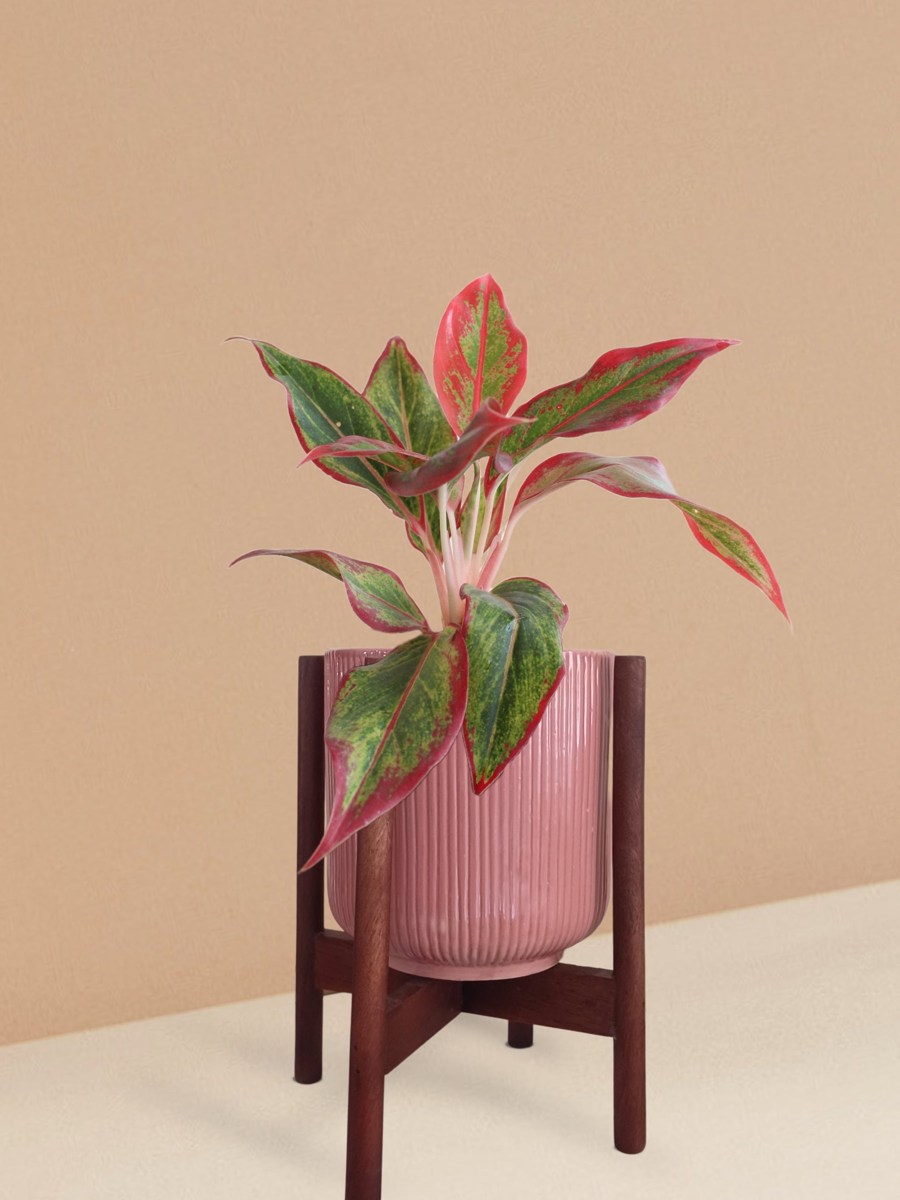 Aglaonema Red Lipstick Plant in Ceramic Pot (Medium)