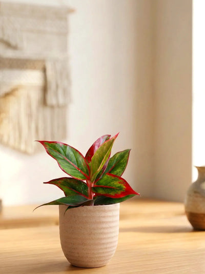 Aglaonema Red Lipstick (Small) in Eco Pot