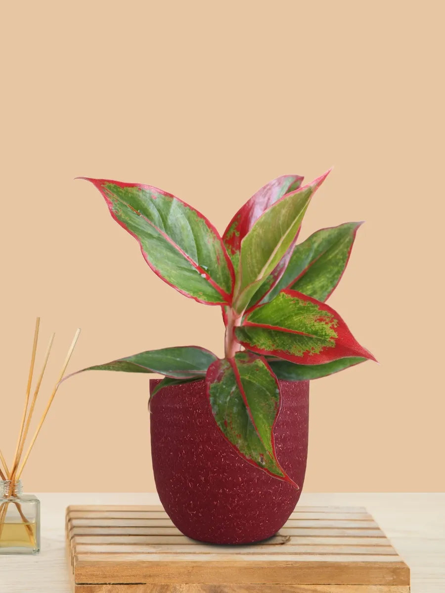 Aglaonema Red Lipstick (Small) in Eco Pot