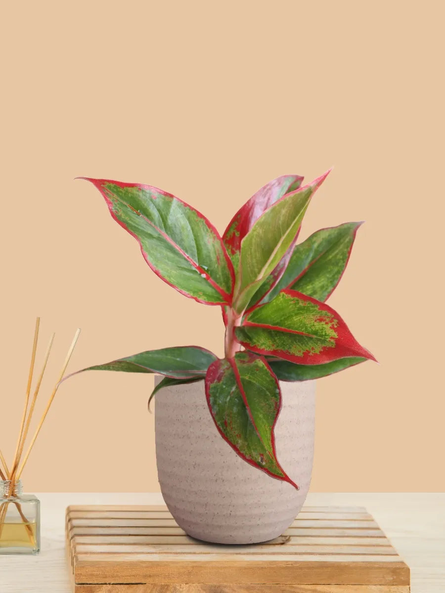 Aglaonema Red Lipstick (Small) in Eco Pot