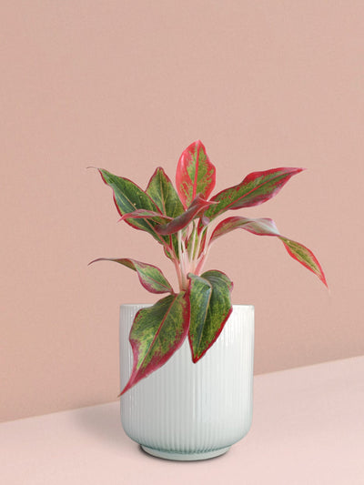 Aglaonema Red Lipstick Plant in Ceramic Pot (Medium)