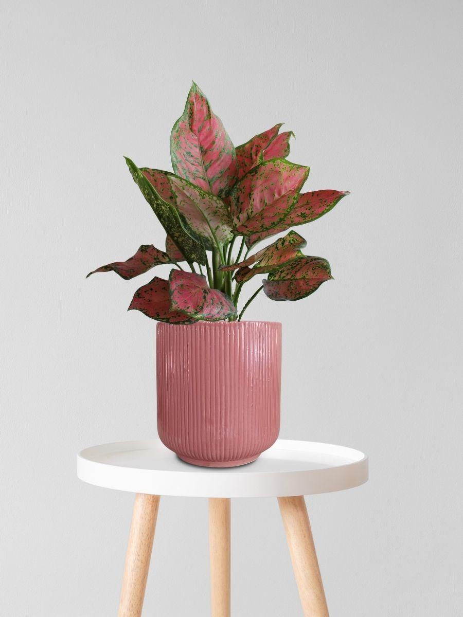 Aglaonema Red Valentine Plant in Ceramic Pot (Medium)