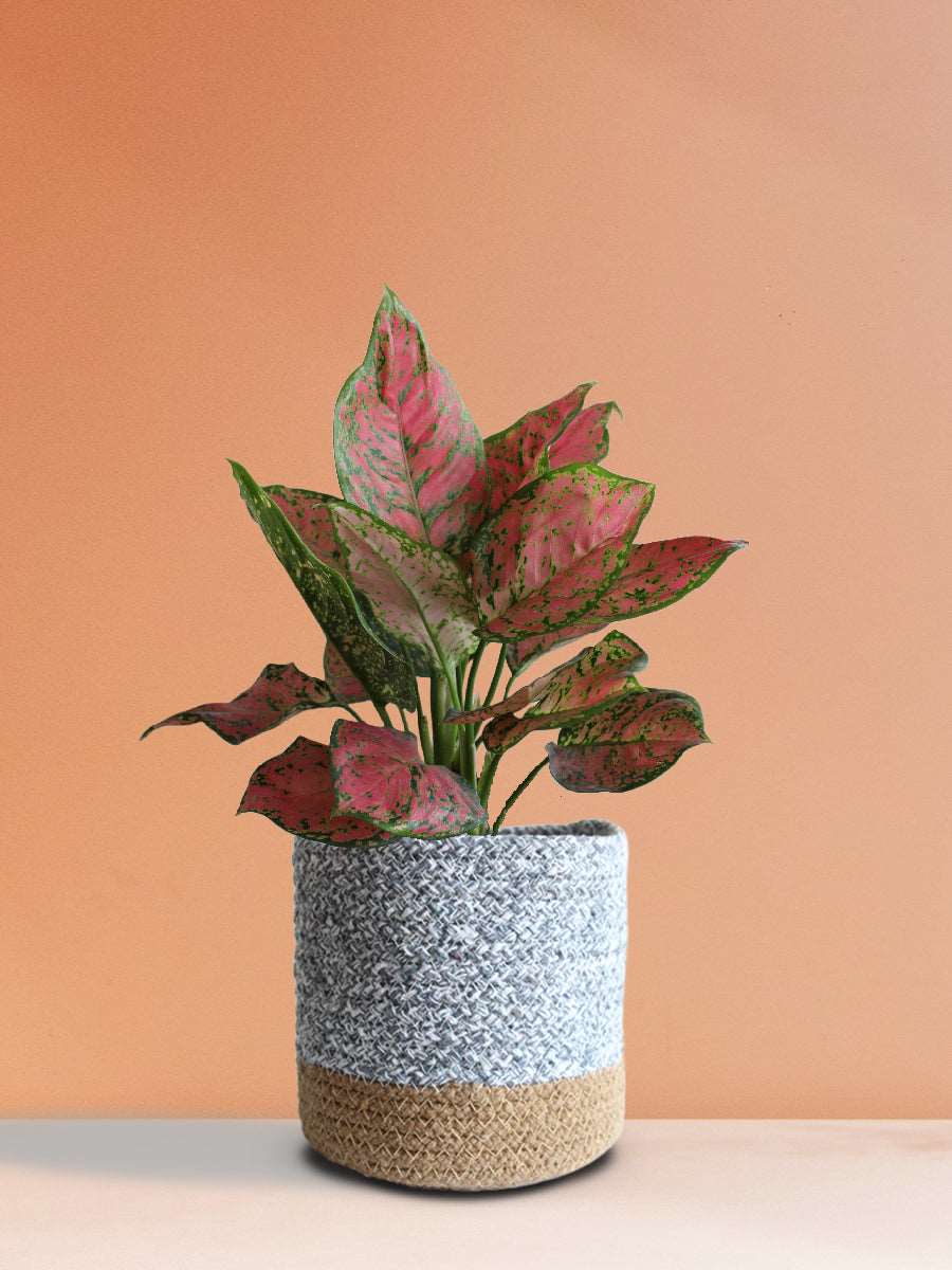 Aglaonema Red Valentine (Medium)