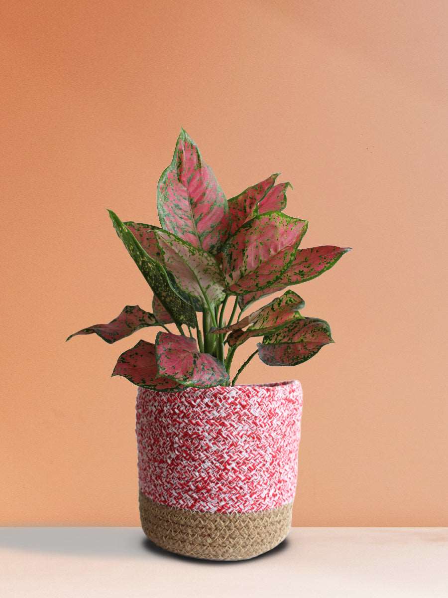 Aglaonema Red Valentine (Medium)